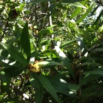 California Black Walnut