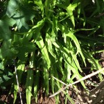 Indian lettuce