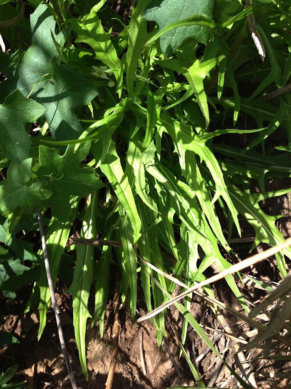 Out in the Wilds Marci Baun