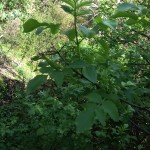 Mexican elderberry