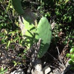 Nopales/Prickly Pear Cactus