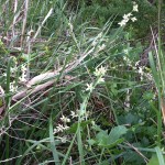 Wild cucumber
