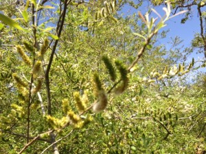 arroyo willow