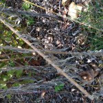 horsetail
