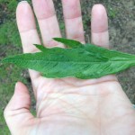 Mugwort Leaf