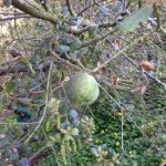 oak gall