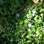 Periwinkle