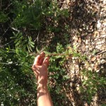 prickly sow thistle