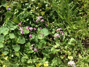 wild radish